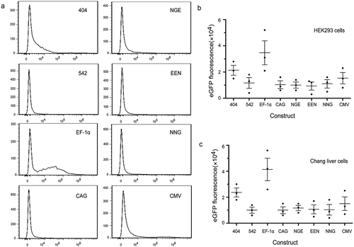 Figure 5. Expression stability of recombinant protein in transfected pools.