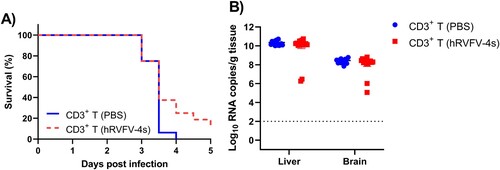 Figure 4. (A) Survival of recipient mice (n = 16) that received CD3+ T cells from mock- (blue line) or hRVFV-4s-vaccinated (red line) donor mice before they were challenged with RVFV strain 35/74. (B) After challenge with RVFV strain 35/74 viral RNA copies were quantified per gram of tissue from liver and brain homogenates of the recipients of CD3+ T cells from mock- (blue dots) or hRVFV-4s-vaccinated (red squares) donor mice.