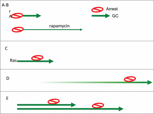 Figure 4. Arrest-Geroconversion model. Schematic representation of types of senescence (Arrest- red stop sign. Geroconversion – green arrow). (A) Typical arrest-induced senescence. DNA damage-induced senescence. CDK (p21 and 16)–induced senescence. (B) In the presence of rapamycin: geroconversion is slowed down and extended. (C) Oncogene-induced senescence. Oncogenes such as Ras empower growth, cause arrest and then empower geroconversion. (D) Replicative senescence of human cells in culture. Telomere shortening during cell proliferation eventually causes Arrest. Then geroconversion ensures senescence. (E) Replicative senescence of rodent cells in culture. Ovestumulation of mTOR by mitogen/nutrient/oxygen rich medium causes cellular hypertrophy.