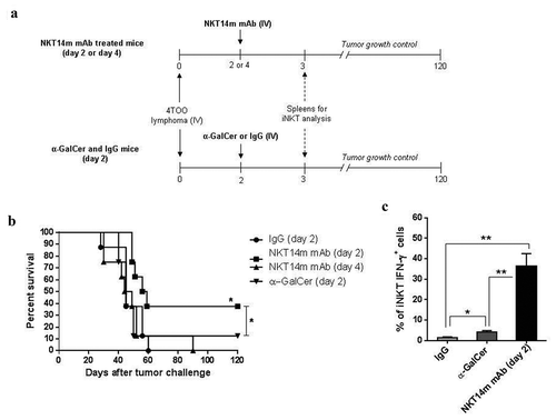 Figure 1. The agonistic NKT14m mAb induces an effective in vivo antitumor response against B-cell lymphoma.(a) Diagram of treatment schedule with NKT14m mAb and spleens harvest for iNKT-cell analysis. Balb/c mice (n = 8/group) were injected with 4 × 105 4TOO tumor cells (iv) on day 0 and were treated 2 or 4 days later with a single dose of NKT14m mAb (100μg/mice, iv) or IgG (100μg/mice, iv). A group of mice received α-GalCer (2μg/mice, iv) two days after tumor challenge. Mice were monitored daily for survival. Spleens of control and treated mice were harvested 3 days after tumor challenge (24h after each treatment) to detect IFN-γ producing iNKT cells. (b) Survival analysis of mice treated as described in (a). Data represents survival from one of three independent experiments. *p < 0.05. (c) Splenocytes (n = 4) were analyzed by flow cytometry for IFN-γ producing iNKT cells 24 hours (day 3) after NKT14m mAb and α-GalCer injection. Data are represented as mean ± SEM. **p < 0.01.