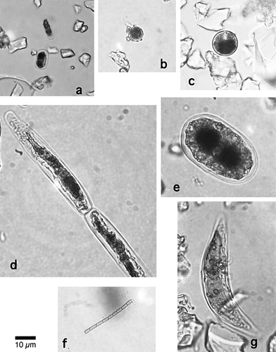 FIGURE 2. Pictures of the snow algae observed on Tyndall Glacier: (a) Mesotaenium berggrenii, (b) unknown algae, (c) Chloromonas sp., (d) Ancylonema sp., (e) Cylindrocystis brébissonii, (f) Oscillatoriaceae cyanobacterium, (g) Closterium sp. All pictures were taken with a normal optical microscope. All samples were fixed with Lugol's solution before being photographed