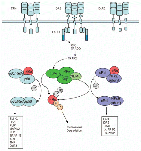 Figure 6 NFκB pathway activation via death receptor signaling. TRAIL has been reported to induce the canonical NFκB signaling pathway, which involves the inactivation of IκB subunits by the IKK complex to release active NFκB homodimers or heterodimers. Generally, these active NFκB dimers translocate to the nucleus and induce gene transcription. NFκB may have different functions depending on the NFκB subunits present and their binding partners. Chen et al.Citation151 reported the p65 subunit to be anti-apoptotic and cRel to be pro-apoptotic.