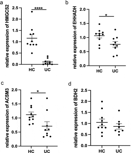 Figure 5. Expression of (a) HMGCS2, (b) EHHADH, (c) ACSM3, and (d) BDH2 mRNA in colonic mucosa of healthy patients and inflamed colonic mucosa of UC patients. Gene expression was normalized to GAPDH in each sample. *p < 0.05, ****p < 0.0001. UC, Ulcerative colitis