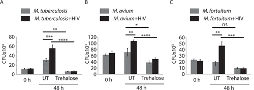 Figure 4. Trehalose-induced xenophagy flux helps kill mycobacterial species. U937-derived macrophages uninfected or infected with HIV-1 (MOI 1:0.1) for 48 h were subsequently infected with H37Rv (A), M. avium (B), or M.fortuitum (C) at the MOI of 1:10. For each group of infections, samples were subsequently either treated with trehalose (100 mM) or left untreated for 24 or 48 h post-bacterial infection. Cells were lysed and plated for CFU counting. Values represent mean±SD, from nearly three independent experiments; ANOVA analysis followed by multiple comparison was performed to calculate p values, *p-value<0.05; **p-value<0.01; ***p-value<0.001; ****p- value<0.0001. Data are representative of more than three independent experiments with more than five replicates each
