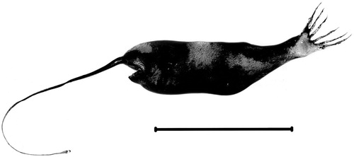 Figure 3. Gigantactis gibbsi (Scale bar: 100 mm) – from a photograph of the fresh specimen (original image included in Figure S1).