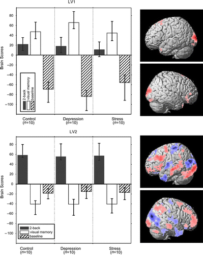 Figure 1.  Brain scores and singular images for two significant LVs. Reliable voxels in the singular images are highlighted according to their bootstrap ratio (BSR>3.29; p < 0.001), which is the ratio of voxel saliencies (red and blue represent positive and negative saliencies, respectively) over estimated standard error. For LV1, the most reliable regions reflecting the main effect of memory tasks vs. baseline were left middle occipital (x, y, z: − 16, − 103, 8; BSR = 8.99; 509 voxels) and right cuneus (x, y, z: 14, − 101, 12; BSR = 6.82; 489 voxels). For LV2, the most reliable regions in the positive direction, expressing the effect of 2-back vs. visual memory, were left inferior occipital (x, y, z: − 16, − 94, − 6; BSR = 8.48; 2652 voxels) and right middle frontal (x, y, z: 34, 56, 14; BSR = 8.42; 2076 voxels) cortex, whereas the most reliable regions in the negative direction, indicating the effect of visual memory vs. 2-back, were middle occipital cortex (x, y, z: 30, − 86, 19; BSR = − 14.05; 13,002 voxels). Note that the pattern as a whole is more important than one specific region alone.