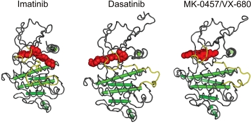 Figure 3 Structure of the Abl kinase in complex with imatinib (red, left panel), dasatinib (red, middle panel), and MK-0457 (red, right panel). The positions of the P-loop and the activation loop are indicated in yellow. Imatinib binds and stabilizes the inactive conformation of Abl (left panel) whereas dasatinib binds to the active conformation of the Abl kinase which is similar for Src and Abl (middle panel). MK-0457 (left panel) is not fully buried in the kinase domain and is anchored to this domain by 4 hydrogen bonds to sequence-invariant elements within the active form of Abl. Derived from CitationNagar et al (2002), CitationTokarski et al (2006), and CitationYoung et al (2006).