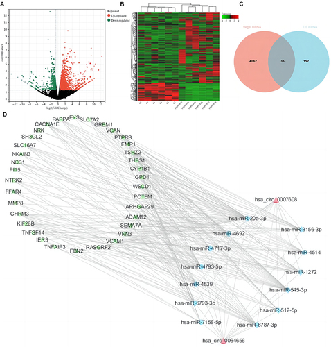 Figure 4 Identification of key mRNAs. (A) Cluster heatmap revealed the expression profile of the dysregulated mRNAs in two groups. (B) Volcano map of differentially expressed mRNAs in two group. (C) A Venn of target mRNAs and DEmRNAs. (D) The circRNA-miRNA-mRNA regulatory network. circRNA, miRNA and mRNA are indicated by red triangles, blue diamonds and green squares, respectively.