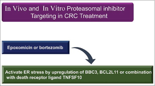 Figure 18. Proteasome activity modulators in in vitro and in vivo models for CRC therapy. All chemical compounds, drugs, and inhibitors have been introduced in the section “Proteasome inhibitor-based antitumor strategies.”