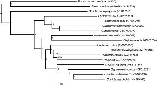 Figure 1. Bayesian phylogenetic tree of all species of Kalotermitidae sequenced to date. Numbers in nodes state for posterior probabilities and the scale indicates 6% genetic variation for its length. GenBank accession numbers are given in brackets. “*” mark the studied species.