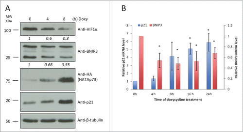 Figure 1. TAp73 overexpression inhibits BNIP3 expression in ostesarcoma cell line. HATAp73 was overexpressed in SAOS2-HATAp73 cell line for 4h, 8h, 16h, 24h. (A) Protein levels of HIF1α, HATAp73, p21, BNIP3 and β-tubulin were analyzed by WB. Figure shows a representative replicate of 3 independent experiments. (B) mRNA levels of p21 and BNIP3 were analyzed by qPCR at different time points after TAp73 induction. Relative expression of genes was normalized against TBP and calculated as fold induction on the time point 0h. Data is reported as mean ± s.d. of two experiments for p21, 3 experiments for BNIP3. *P < 0.05 (Student's T-test).