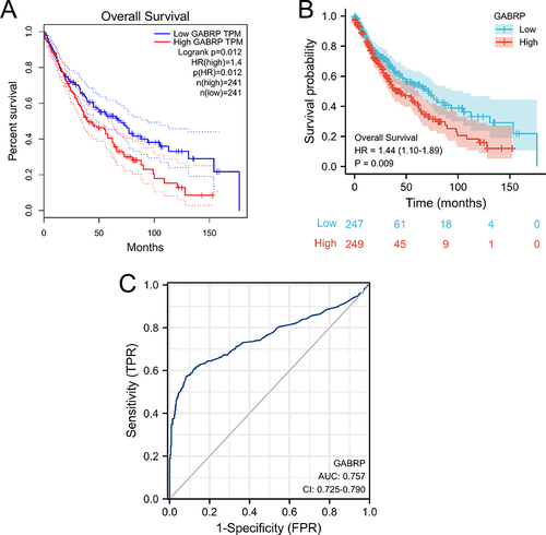 Figure 2 High GABRP expression was associated with poor OS in LUSC patients. The Kaplan-Meier survival curves of the LUSC patients based on GEPIA (A) and TCGA (B) databases. (C) ROC curve analysis of GABRP expression in LUSC.