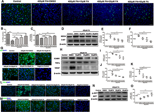 Figure 2 Fenofibric acid (FA) inhibited ARPE19 cells injury induced by PA. ARPE19 cells treated with 400μM PA and DMSO or various concentrations of FA (0, 10, 20, 50μM) for 24 hours. Note that cells were treated with DMSO or FA 1 hour after the initiation of PA-induction. Cells incubated with the vehicle (bovine serum albumin) of 400μM PA alone for 24 hours served as a control. (A-B) Edu staining of cell proliferation (A) and its statistical analysis of (B) (Green: EdU, Blue: Hoechest 33,342). Scale bars: 50μm (A). (C) CCK8 analysis of cell viability. (D-F) Western blot analyses of NOX4 (D and E), 3-NT (D and F). (G) Immunofluorescence staining of 3-NT in ARPE-19 cells. Scale bars: 50μm (L). (H-K) Western blot analyses of ICAM1 (H and I), TNFα (H and J) and VEGF (H and K) in ARPE19 cells. (L-M) Immunofluorescence staining of TNFα (L) and VEGF (M) in ARPE-19 cells. Scale bars: 50μm (L-M). (N-O) Representative images of Western blot of p-AKT and AKT in ARPE19 cells. (O) Statistical analysis of Western blot data (N) of p-AKT/AKT. Data were obtained from three independent experiments. One-way analysis of variance (ANOVA) followed by a post-hoc analysis Tukey’s test was applied to evaluate significant difference between groups. Bar graphs represent mean values ± SD. *P < 0.05, **P < 0.01, ***P < 0.001.