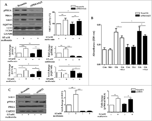 Figure 8. Metformin upregulates SIRT1 expression through a PRKA-independent pathway. HepG2 cells were transfected with siRNA against PRKAA1/2 or a scrambled siRNA control. Densitometric graphs of the optical density-based data of immunoblots (A) showed that SIRT1 expression and activity were significantly upregulated after metformin treatment in HepG2 cells regardless of PRKA expression levels. Metformin also decreased SQSTM1 expression while it increased LC3-II levels in both control and PRKAA1/2 siRNA-treated cells. Oil Red O staining and spectrophotometer analysis of HepG2 cells transfected with either siRNA against PRKAA1/2 or scrambled siRNA control demonstrated that metformin significantly decreased lipid accumulation in cells treated with OA (B). HepG2 cells were then transfected with siRNA against SIRT1, and a scrambled siRNA control, showing that the ratio of pPRKA and PRKA expression was increased upon treatment with metformin regardless of SIRT1 levels (C). Values displayed are means ± SEM of 3 to 6 independent experiments. Asterisks (*P < 0.05,**P < 0.01 and***P < 0.001) indicate significant differences.