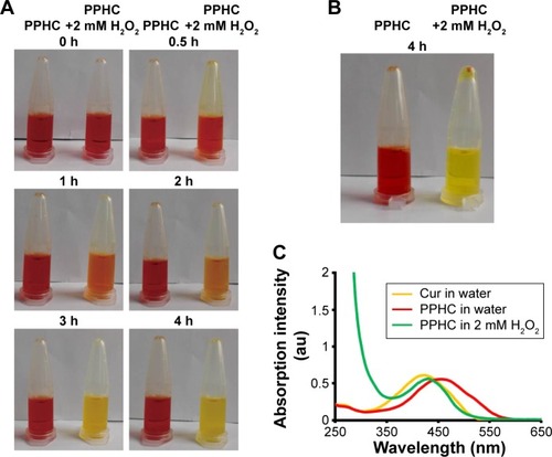 Figure 6 In vitro H2O2-stimulated drug release assay.Notes: (A) Time-dependent color change of PPHC nanoparticles while incubated with 2 mM H2O2. (B) Photographs of PPHC nanoparticles centrifuged at 3,000 rpm for 3 min after incubation with 2 mM H2O2 for 4 h. (C) Recovered maximal absorption wavelength of Cur in PPHC nanoparticle after incubated with 2 mM H2O2 for 4 h.Abbreviations: H2O2, hydrogen peroxide; PPHC, curcumin-coordinated reactive oxygen species-responsive nanoparticle; Cur, curcumin.