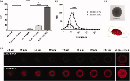 Figure 3. Kinetics of cellular association and penetration of formulations in 3D HeLa spheroids. (a) Rhodamine intensity increase as the indicator of cellular association of liposomes with HeLa cells after disassociation of spheroids into single cells, obtained by flow cytometry analysis. Control groups are nontreated cells, while control liposomes are cells treated with nonlabeled liposomes. n = 3, a total of 15 spheroids, mean ± SD, one-way ANOVA with Tukey’s multiple comparison tests, ****p < .0001. (b) Corrected integrated pixel density values of rhodamine vs. optical section depth as a representation of liposome distribution throughout the spheroids. n = 5, mean ± SD, two-way ANOVA with Sidak’s multiple comparisons, ****p < .0001. (c) A representative HeLa 3D spheroid incubated with 0.5% PEIPOS formulation, imaged by CLSM PMT. Scale bar indicates 500 µm. The 3D reconstruction of the same spheroid using rhodamine intensity confirmed the spheroidal shape of the 3D cell model. (d) Rhodamine-labeled liposome penetration into the spheroids at different layers of depth. The Z-projection was obtained using maximum pixel intensity collected from each layer of the spheroid. MFI, mean fluorescence intensity. Scale bars = 500 µm.