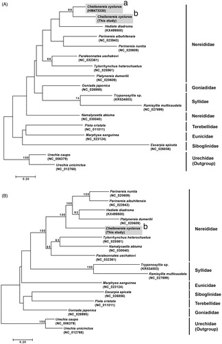 Figure 1. Maximum-likelihood (ML) trees constructed using MEGA 7.0 software. Bootstrap replicates were performed 1000 times. Bootstrap values above 60% were indicated on the cladogram. (A) ML tree based on 16 mitogenome sequences including Cheilonereis cyclurus (this study). (B) ML tree based on 17 partial mitochondrial cytochrome c oxidase subunit I (COI) including C. cyclurus from the Northeast and Northwest Pacific. (a) Specimen from Bamfield, British Columbia, Canada (Carr et al. Citation2011); (b) specimen from Goseong-gun, Gangwon-do, Korea.