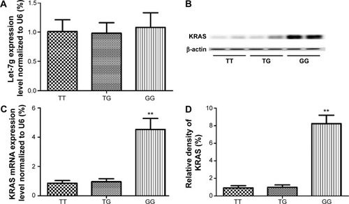 Figure 4 Determination of the expression of KRAS in each genotype group.Notes: (A) Determination of expression of let-7g in lungs in each genotype group (TT, n=17; TG, n=12; GG, n=6) by using real-time PCR. (B) Determination of mRNA expression of KRAS in lungs in each genotype group (TT, n=17; TG, n=12; GG, n=6); (C) Determination of protein expression of KRAS in lungs in each genotype group (TT, n=17; TG, n=12; GG, n=6) by using Western blot. (D) Densitometry analysis of the results of Western blot (**P<0.01, compared with wild type, TT).Abbreviation: PCR, polymerase chain reaction.