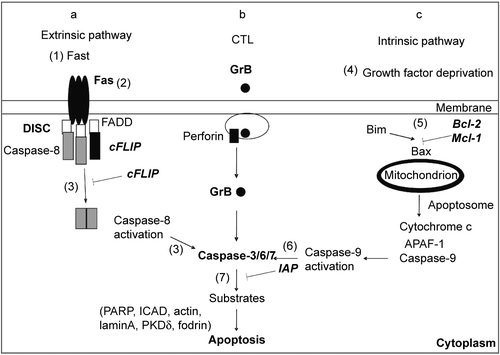 Figure 2.  Molecular targets for inhibition of cell death signaling. (a) Extrinsic pathway. FasL induces apoptosis upon interaction with death receptor Fas, followed by recruitment of the adapter protein FADD and caspase-8 to the death inducing signaling complex (DISC). Caspase-8 activation depends on caspase-8 dimerization and is inhibited by heterodimer formation with cFLIP. (b) Cytotoxic pathway. Cytotoxic T cells (CTL) induce apoptosis by releasing granules containing Granzyme B (GrB) and perforin. Perforin promotes release of GrB to the cytoplasm, where GrB activates caspases. (c) Intrinsic pathway. Growth factor deprivation changes the ratio between pro and anti- apoptotic members of Bcl-2 family. Bim activates Bax, promoting the release of cytochrome c from mitochondria. Growth factors induce the expression of antiapoptotic Bcl-2 family members (Bcl-2 and Mcl-1), which sequester Bim and prevent cytochrome c release and apoptosis. Cytochrome c, APAF-1, and caspase-9 form the apoptosome in the cytoplasm, where caspase-9 becomes active. (a–c) The initiator caspases 8 and 9 or GrB cleave and activate effector caspases 3, 6 and 7. Apoptosis is induced by the action of effector caspases on cell substrates. Inhibitor of apoptosis proteins (IAPs) inhibit both caspase-9 and caspase-3. Potential targets for inhibition of apoptosis and caspase signaling were identified by numbers within parentheses (1–7).
