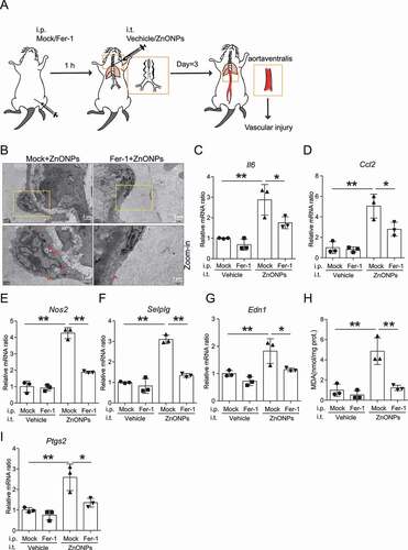 Figure 10. Inhibition of ferroptosis with Fer-1 ameliorated vascular injury induced by pulmonary ZnONPs exposure. (A) The experimental design of in vivo rescue study. The detailed information was described in the Materials and Methods section. (B) Representative TEM images of vascular endothelial cells in mice following with pulmonary ZnONPs exposure (12 μg/mice) with or without Fer-1 (10 mg/kg) for 3 d. Note that red arrows indicated either aberrant mitochondria (left panel) or normal mitochondria (right panel). Scale bar: 2 μm in the upper panel and scale bar: 1 μm in the bottom panel. (C–G) Relative mRNA expression levels of indicated cytokines in the blood vessels of mice following with pulmonary ZnONPs exposure (12 μg/mice) with or without Fer-1 (10 mg/kg) for 3 d were determined. (H) The MDA contents in the blood vessels of mice following with pulmonary ZnONPs exposure (12 μg/mice) with or without Fer-1 (10 mg/kg) for 3 d were determined. (I) Relative mRNA expression level of Ptgs2 in the blood vessels of mice following with pulmonary ZnONPs exposure (12 μg/mice) with or without Fer-1 (10 mg/kg) for 3 d was determined. The data are representative of three experiments, and the values are expressed as the mean± S.D. *P < 0.05 and **P < 0.01