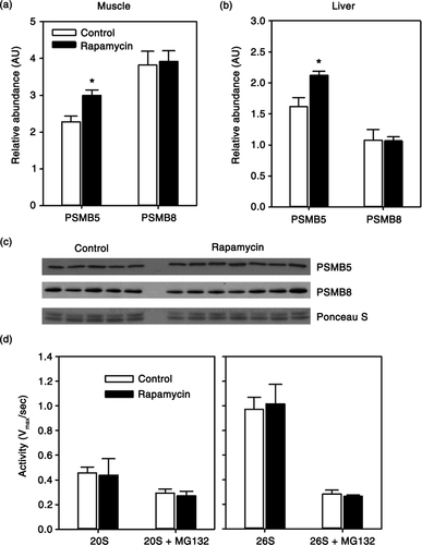 Fig. 2 Quantification of relative abundance of proteasome subunits PSMB5 and PSMB8 in skeletal muscle (a) or liver (b) from control and rapamycin-treated marmosets. Data are presented as values for each protein normalized using Ponceau S staining of immunoblot as a loading control. (c) Representative immunoblot for skeletal muscle data presented in (a). (d) Rate of 20S or 26S-mediated cleavage of fluorescent peptide (Suc-LLVY-AMC) with or without proteasome inhibitor MG132 in samples from skeletal muscle of control (n = 5) and rapamycin-treated (n = 7) marmosets. Data are presented as mean values (± SEM) for indicated groups. Asterisks represent p < 0.05 for Student's t-test comparing control to rapamycin values.