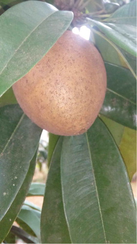Figure 1. Naseberry fruit