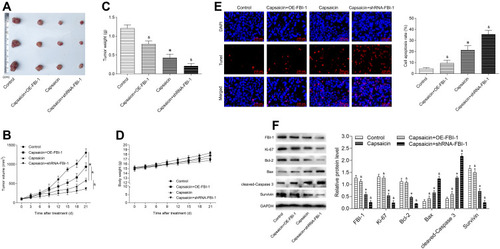 Figure 7 FBI-1 is involved in capsaicin-induced anti-proliferation and pro-apoptosis in breast cancer in vivo. Female BALB/c athymic nude mice bearing MDA-MB-231 cells (with FBI-1-overexpression or FBI-1-silencing or corresponding negative control) were administered intraperitoneally with capsaicin (10 mg/kg, once in three days) for 21 days. (A) The formed tumors were enucleated and photographed after the 21st day of capsaicin treatment. (B) The formed tumor volume changes were recorded during the experimental period. (C) The formed tumors were weighed after the 21st day of capsaicin treatment. (D) The body weight changes of the mice were recorded during the experimental period. (E) The formed tumors were obtained for TUNEL staining after the 21st day of capsaicin treatment (scale bar 100 μm). The TUNEL positive cells were quantified by using Image-Pro Plus 5.0 software. Data are presented as means ± SD, *p<0.05 vs Control; &p<0.05 vs Capsaicin. (F) The protein levels of FBI-1, Ki-67, Bcl-2, Bax, cleaved-Caspase 3 and Survivin in final formed tumor tissues were detected by Western blot. Data are presented as means ± SD, *p<0.05 vs Control; &p<0.05 vs Capsaicin.
