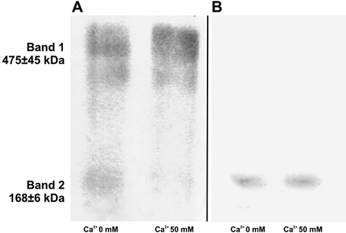 Figure 4 Panel A: Western Blot of IAP revealed two bands reacting with the primary anti-IAP antibody. Band 1 and 2 had a relative molecular weights of 475 ± 45 and 168 ± 6 kDa (four replicates). Measurement of Rel Abs indicated that when no Ca2 + was added, the enzyme distributed 62% in band 1 and 38% in band 2. With Ca2 + 50 mmole/L, the enzyme distributed 87% in band 1 and 13% in band 2. Panel B: Only the fraction with lower molecular weight exhibited IAP activity as shown by reaction with BCIP.