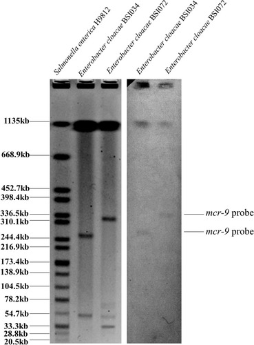 Figure 1 S1-PFGE and Southern blotting hybridization with the mcr-9 probe. The left image represents the S1-PFGE map of E. cloacae strains; the right image is the result of Southern blotting hybridization using mcr-9 probe.