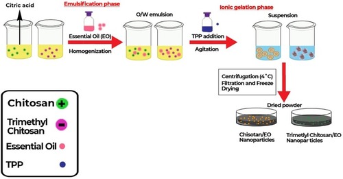 Figure 2 Process illustration for the optimised synthesis of Ocimum gratissimum essential oil-loaded chitosan and N, N, N chitosan nanoparticles.Abbreviation: TTP, tripolyphosphate.