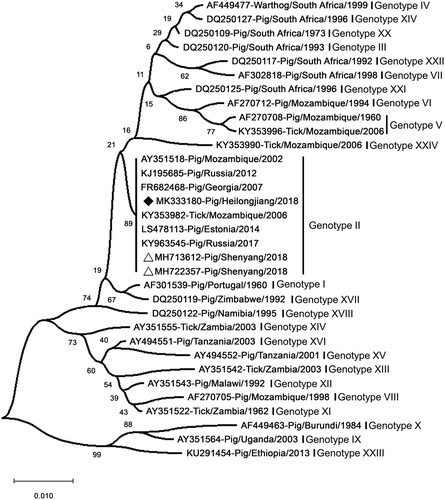 Figure 3. Phylogenetic analysis of Pig/HLJ/18 based on its partial p72 gene. The sequences of the p72 genes of representative ASFVs were downloaded from the NCBI database. The neighbor-joining method was used to construct phylogenetic trees using MEGA X software (https://www.megasoftware.net/). Numbers along branches indicate bootstrap values >70% (1,000 replicates). The black diamond indicates the ASFV isolate from this study. The white triangle marks the ASFV sequences from the first case in China. Scale bars indicate nucleotide substitutions per site.