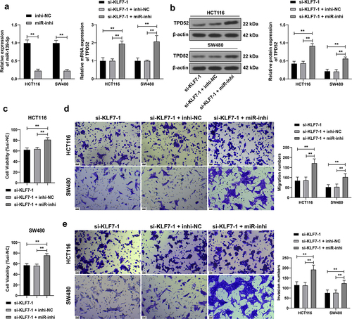 Figure 4. Inhibition of miR-139-5p partially reversed the effect of KLF7 silencing on CRC cell invasion and migration. miR-139-5p inhibitor (miR-inhi) was transfected into HCT116 and SW480 cells, with inhi-NC as the control, followed by a combined experiment with si-KLF7–1. (a) qRT-PCR detection of miR-139-5p and TPD52 expression. (b) Western blot detection of TPD52 expression. C: CCK-8 assay detection of cell viability. (d-e) transwell detection of cell invasion and migration. The cell experiment was repeated 3 times independently. Data in panel C were analyzed using one-way ANOVA, and data in panels ABDE were analyzed using two-way ANOVA, following Tukey’s multiple comparisons test, **p < .01.