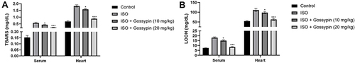 Figure 7 Effect of Gossypin on the TBARS and LOOH in erythrocytes and heart tissue of ISO induced MI rats. (A) TBARS and (B) LOOH. Values are presented as mean± standard error mean (SEM). Where *P<0.05 and ***P<0.001 were consider as significant, more significant and extreme significant. All group contains 6 rats.