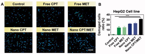 Figure 8. (A) HOECHST-33342 image of HepG2 and the Caco-2 cells shows nuclear damaged apoptotic cells. (B) Percentage of nuclear damaged apoptotic cells ratio 24 h. Scale bar 20 µm.