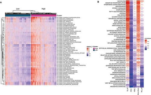 Figure 4 Correlation between sialylation score and HALLMARK pathway enrichment. (A) Heatmap of the HALLMARK pathway in high- and low-sialylation score groups by R package pheatmap. (B) Association of hallmark pathway scores with sialylation scores among different cell subtypes. (*p value < 0.05; **p value < 0.01; ***p value < 0.001; ****p value < 0.0001).