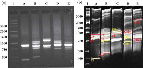 Figure 6. RISA profile from the different periods of bioreactor operation (A, B, C, D, E) by the resolving of the ribosomal intergenic spacer region in 2% agarose gel (a) and 8% polyacrylamide (29:1 acrylamide:bisacrylamide) (b). The bands that were excised from the acrylamide gel are depicted. In yellow, the bands that were successfully sequences; in red, the bands that the sequencing revealed that the band excised included more than one microorganism. l = ladder, Takara wide range 50 bp.