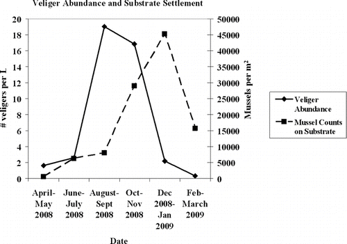 Figure 5 Veliger abundance in the water column with number of mussels on the substrate plates. Data from Mar–Jul 2008 are from Denise Hosler, Bureau of Reclamation, Denver, CO. Data from Aug 2008–Mar 2009 were collected by the authors.