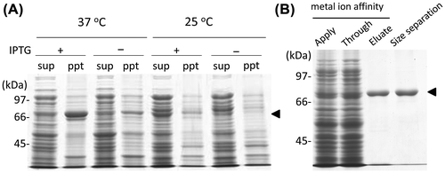 Fig. 2. Expression and purification of recombinant OlTGT.