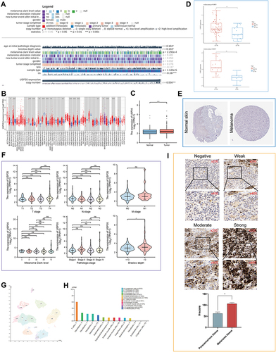 Figure 4 Expression analysis of the USP35 gene in SKCM and normal control samples. (A) Correlations between USP35 level and clinicopathological characteristics. (B) Expression of USP35 in pan-cancer. (C) Expression level of USP35 between SKCM tissues in the TCGA-SKCM cohort and control tissues in both the TCGA and GTEx databases. (D) Dataset GSE15605 and GSE114445 from GEO showing USP35 mRNA levels in SKCM. (E) Representative immunohistochemistry images of USP35 in SKCM and noncancerous skin tissues derived from the HPA database. (F) Association of USP35 mRNA expression with T/N/M stages, Clark level, pathologic stages, and Breslow depth in SKCM patients. (G and H) Distribution of USP35 expression in normal human skin at a single cell level. (I) Representative images of different immunohistochemical staining intensities for USP35 based on our own samples and statistical comparison of USP35 expression levels (H-SCORE) in paracancerous and SKCM tissue (n = 30) (* P < 0.05, ** P < 0.01, *** P < 0.001).