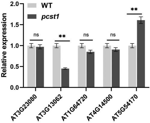 Figure 8. Analysis only contains the START structure genes expressed in pcst1. Statistical significance was determined by Student’s t-test (two-tailed) and are expressed as mean ± s.d. ns > 0.05, **p < .01.