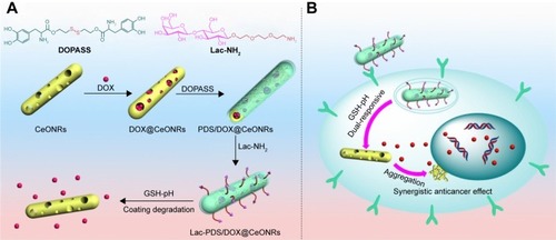 Scheme 1 Cartoon representation of (A) the construction process of the Lac-PDS/DOX@CeONRs and drug release upon the degradation of PDS under GSH and low pH; (B) its possible cellular pathway.Abbreviations: PDS, dithio-polydopamine; DOX, doxorubicin hydrochloride; CeONR, CeO2 nanorod; GSH, glutathione.