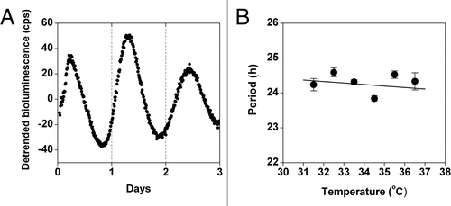 Figure 2 The circadian rhythm is temperature compensated in Lewis lung carcinoma (LLC) cells. (A and B) LLC cells stably transfected with Per2-luc were treated with forskolin for 30 minutes and then the growth media was replaced with recording media. (A) Detrended data (counts/sec) was obtained by subtracting the 24-hour moving average from the raw data. (B) The period (mean ± SEM) of Per2-luc expression in LLC cells was determined from bioluminescence recorded by the LumiCycle at 31.5°, 32.5°, 33.5°, 34.5°, 35.5° and 36.5°C (Q10= 1.02; n = at least four at each temperature).