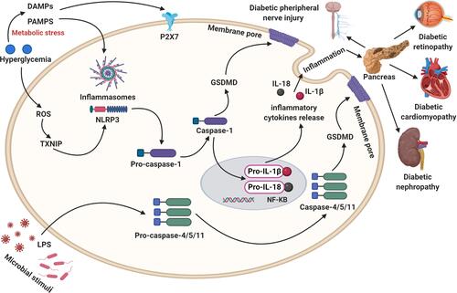 Figure 2 Activating the caspase-1/4/5/8/11 signaling pathways, inflammatory factors including IL-1β and IL-18 release, and ROS generation, leading to GSDMD/GSDME-mediated pore formation as well as cell lysis and promote the development of diabetic complications.
