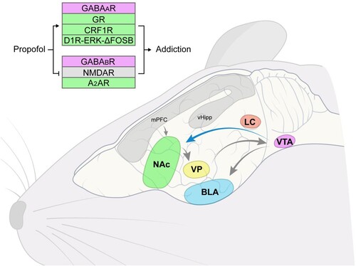 Figure 1. The role of different neurotransmitters, VTA-NAc circuit, and other possible circuits in propofol addiction. NAc, nucleus accumbens; VTA, ventral tegmental area; BLA, basolateral amygdala; LC, locus coeruleus; VP, ventral pallidum; mPFC, medial prefrontal cortex; vHipp, ventral hippocampus.