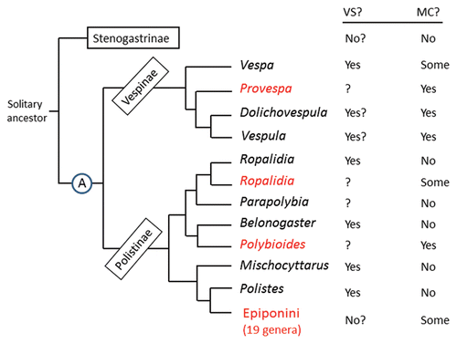 Figure 2 Cladogram of the eusocial groups of vespid wasps. VS?, occurrence or not of vibrational signals performed by adults in association with feeding the larvae. MC?, occurrence or not of morphological differences between queen and worker. Taxa shown in black are independent-founding wasps; those shown in red are swarm founders. Cladogram based on several authors.Citation38–Citation40