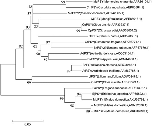 Figure 2. Phylogenetic tree of MdPSY and other PSY proteins.