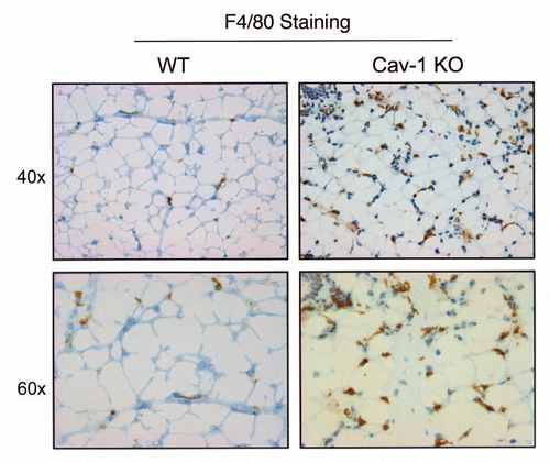 Figure 7 Cav-1 (−/−) mammary fat pads show the upregulation of F4/80(+) cells. Mammary fat pads from wild-type (WT) and Cav-1 (−/−) null mice were harvested and processed for immuno-staining. Note that Cav-1 (−/−) null mammary fat pads show the upregulation of F4/80(+) cells, consistent with macrophage infiltration. Original magnifications, 40x and 60x.