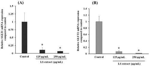 Figure 3. Effect of the LS extract on SGLT1 (A) and GLUT2 (B) mRNA expression. Data are expressed as mean ± SD (n = 3). *Significant difference compared to control (p < 0.05).
