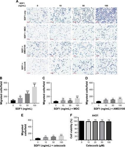 Figure 2 Celecoxib suppressed SDF1-induced cell migration in squamous-cell carcinoma (CSCC) cells.