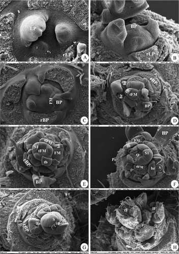 Figure 4. Stages of floral morphogenesis in spurs of ‘Summerred’. (A) Narrow, flat apex (stage 1). (B) Domed apex with bract primordia (stage 2). (C) Inflorescence meristem and floral meristems with bracts (stage 3). (D) Terminal and lateral floral meristems with bractlets (stage 4). (E) Terminal and proximal floral meristems with sepals (stage 5). (F) Terminal floral meristem with initiated petals and lateral floral meristems with initiated sepals (stage 6). (G,H) All floral meristems with sepals (stage 7). LP, leaf primordium, rLP, removed LP, BP, bract primordium, rBP, removed BP, tB, terminal bract, FM, floral meristem, tFM, terminal FM, dFM, distal lateral FM, br, bractlet, S, sepal, tF, terminal (king) flower, Pe, petal.
